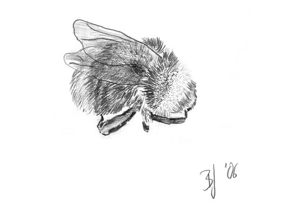 Hummel, Bleistift auf Papier