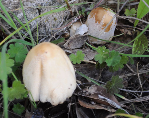 Coprinellus radians