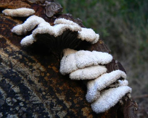 Schizophyllum commune