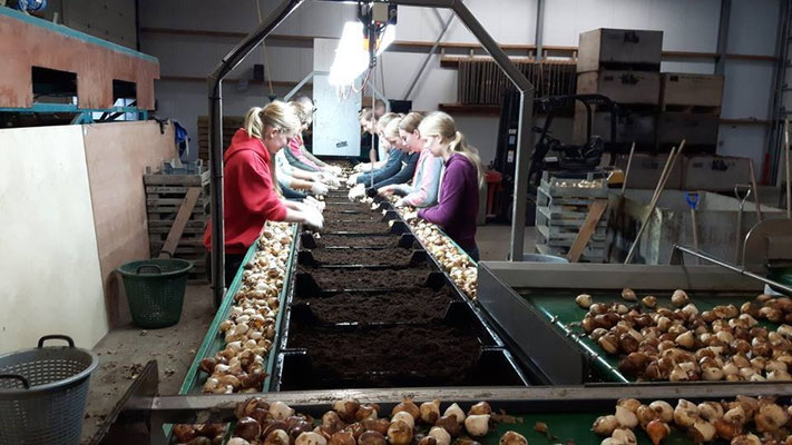 bollen opplanten