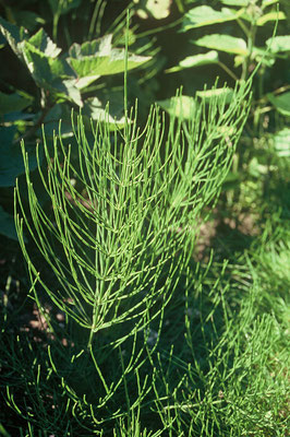 Zinnkraut (Equisetum arvense)