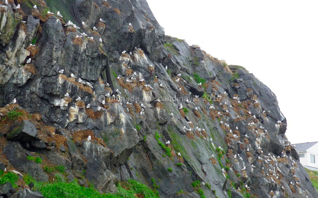 Les colonies de goélands sur les falaises de Nykvåg