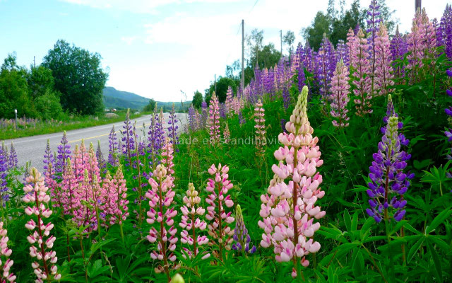 Les lupins fleurissent joliment les bords des routes