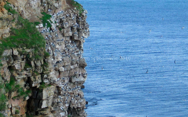 Les oiseaux nichent nombreux dans les falaises d'Ekkeroy