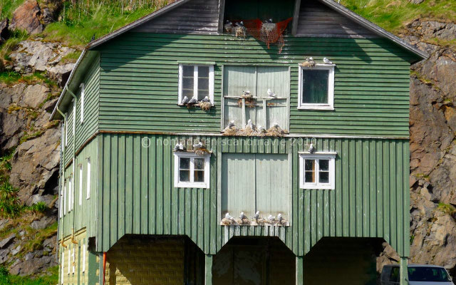 Les goélands squattent les façades des hangars.