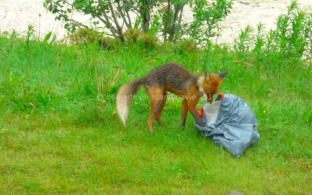 Un renard emporte notre poubelle