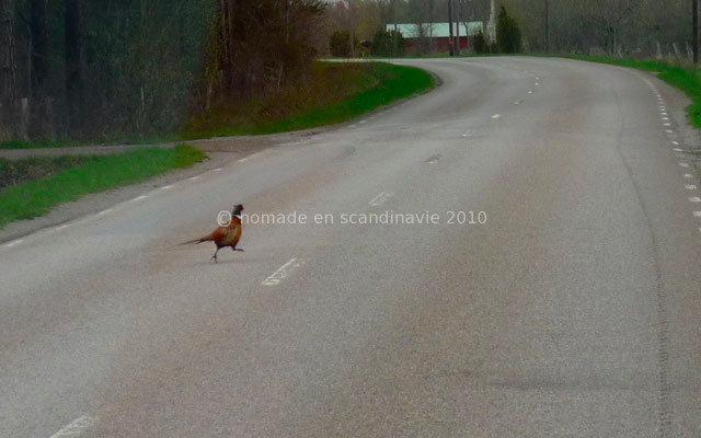 Encore un faisan qui traverse juste devant nous