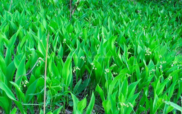 Des champs de muguet...