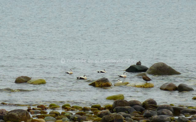 Groupe d'eiders à duvet