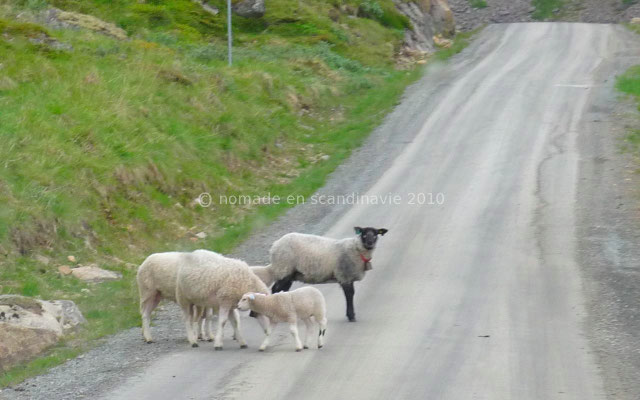 Des moutons divaguent sur la route