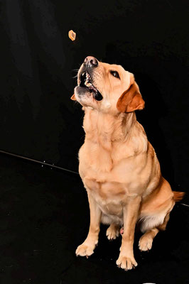 Hundeshooting