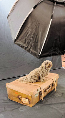 Hundeshooting