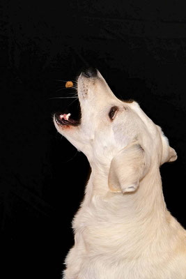 Hundeshooting