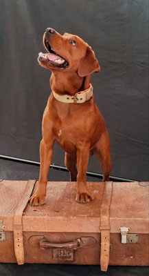 Hundeshooting