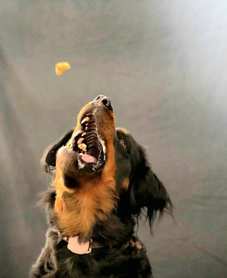 Hundeshooting