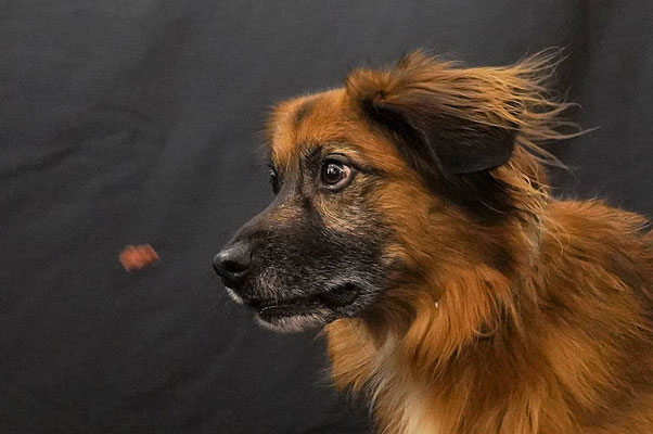 Hundeshooting