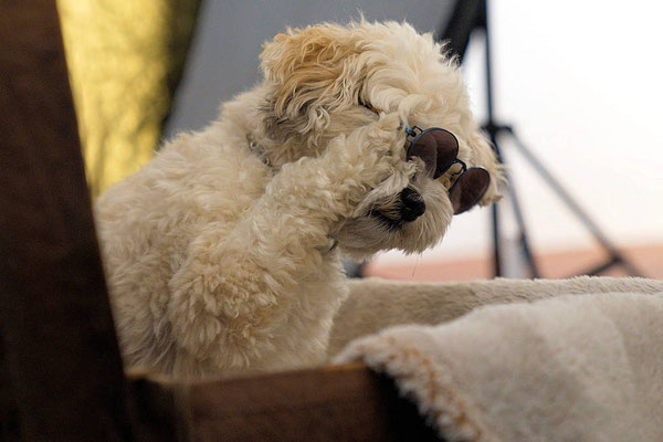 Hundeshooting