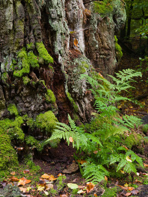 Farn im Urwald Sababurg