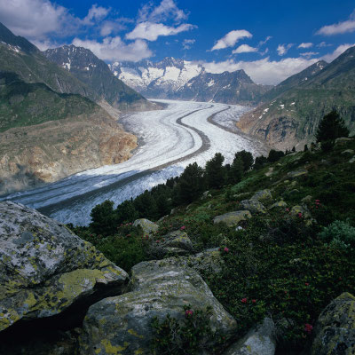 Aletschgletscher I Wallis I Schweiz