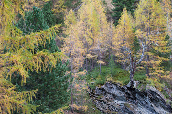 Herbst im Turtmanntal I Wallis