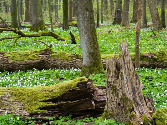Buschwindröschen im Nationalpark Hainich