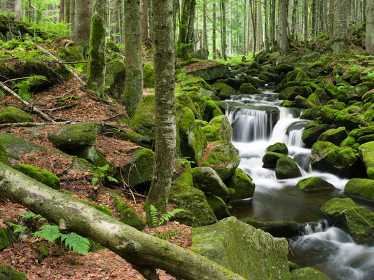 Kleine Ohe I Nationalpark Bayerischer Wald