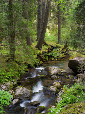 Val Travignolo I Naturpark Pale di San Martino I Italien