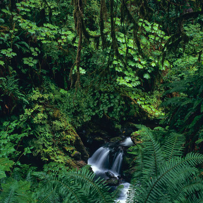 Quinault Rain Forest I Olympic Nationalpark I Washington