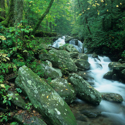 Rainbow Falls Trail I Great Smoky Mountains Nationalpark I North Carolina