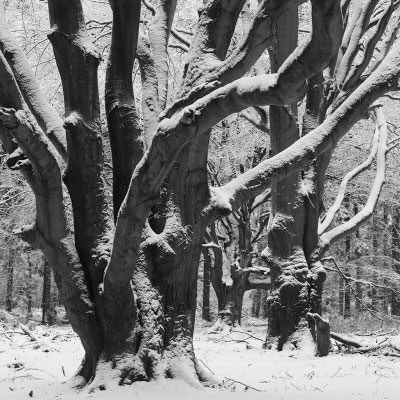 Buchen im Winter I Tinner Loh I Emsland I Niedersachsen