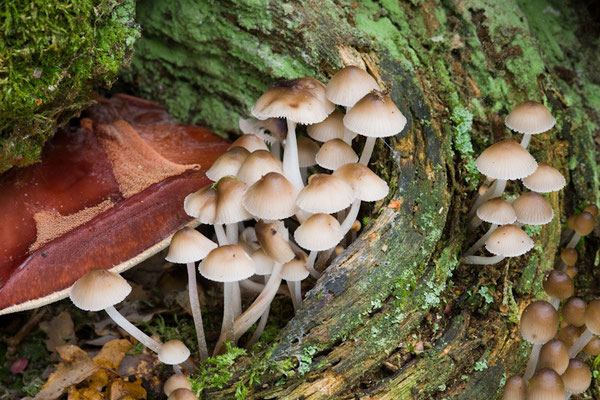 Im Urwald Sababurg I Reinhardswald
