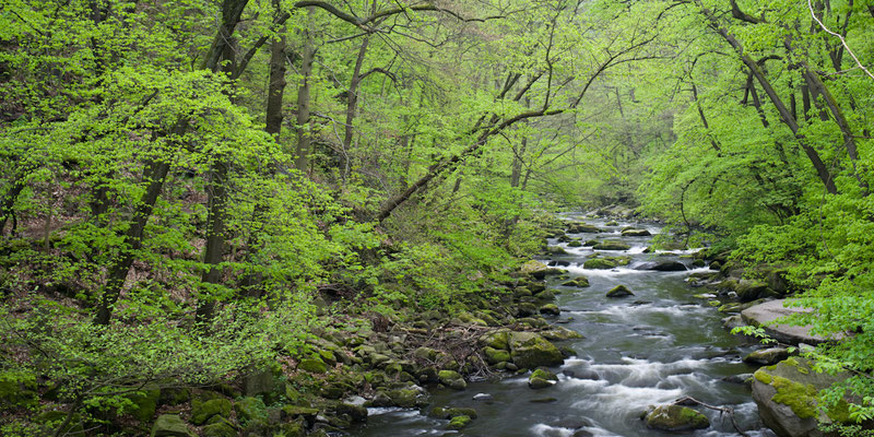 Bodetal I Nationalpark Harz