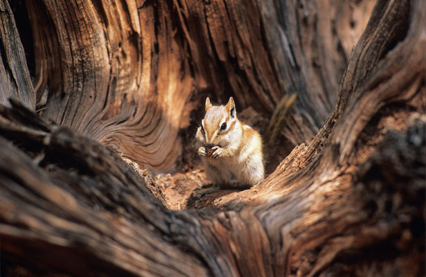 Chipmunk I Streifenhörnchen I Tamias minimus I Dead Horse Point State Park I Utah