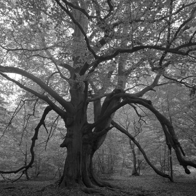 Urwald Sababurg I Reinhardswald I Hessen