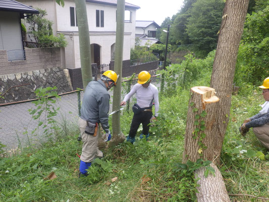 アオギリの伐採