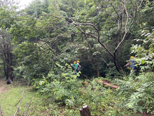 西山堰堤路西側の細多数株立枯れ木伐採
