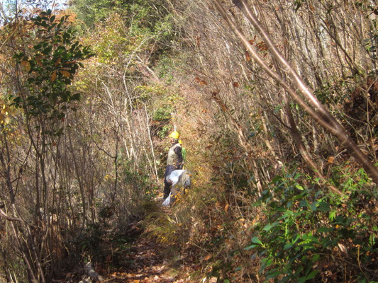コナラ林 滝見の道上下の間伐