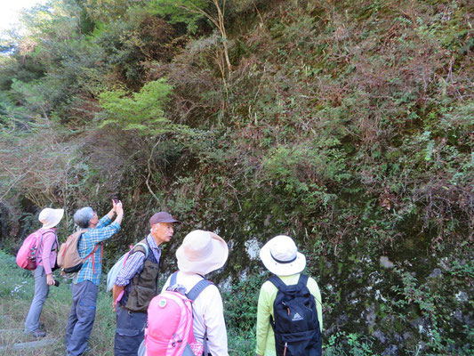 沢山に増えたツメレンゲを観察した