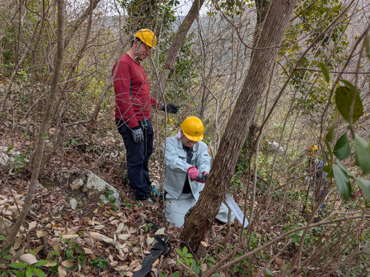 桜の尾根サクラの日照を妨げるネジキの伐採