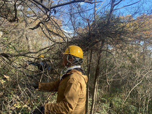 コバノミツバツツジの丘北側園路頭上の枯れ木群を処理