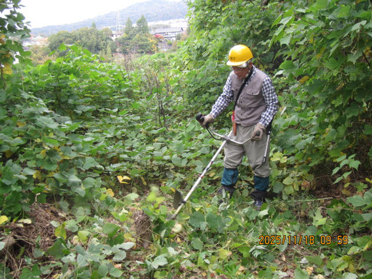 北斜面水平道：１年間で伸びたクズを刈り取る