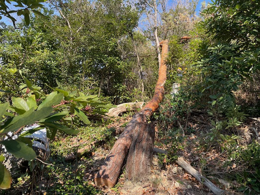 イチヤクソウの丘斜面の枯れ松伐採