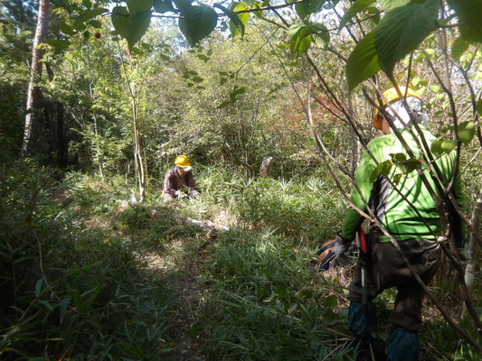 赤松植樹地の草刈り②