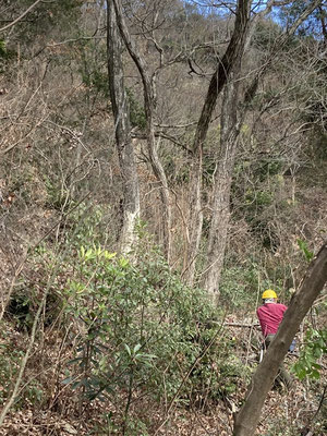 大径枯れコナラの伐採・チェーンソーで伐採中、伐採状態の確認