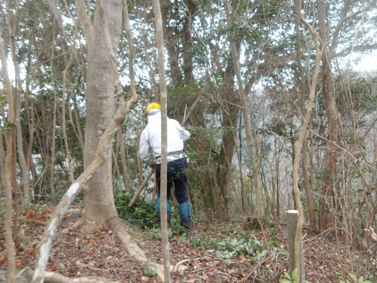 遠見の道中段枯れ木伐採
