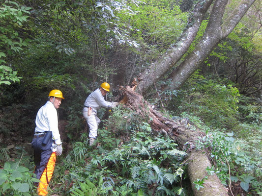 廃線敷展望広場上斜面裾の直径約40㎝のヤマザクラ倒木の玉切り→静置に奮闘