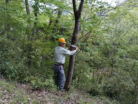 園路を巡回、樹名板を付け替えてます。