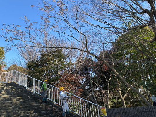 カラスザンショウの枝切り