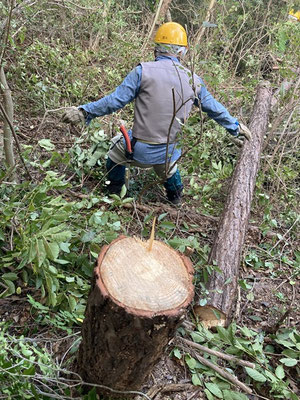 逆瀬台小学校北側斜面で中径の枯れ松伐採