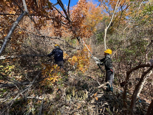 φ約50㎝コナラ倒木の枝葉処理